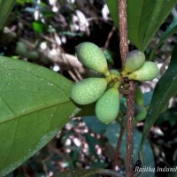 Chionanthus zeylanicus L.